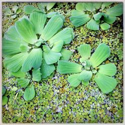 Close-up of plant