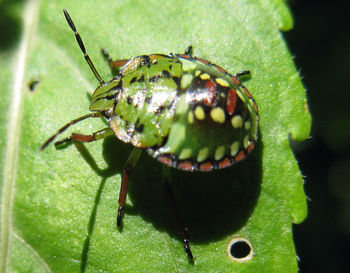 Close-up of butterfly on leaf