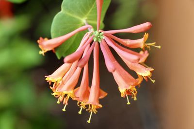 Close-up of pink flowers