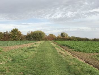 Scenic view of agricultural field against sky