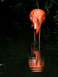 View of a bird drinking water