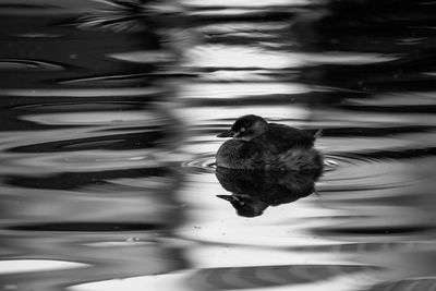 Swan swimming on lake