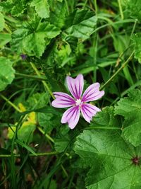 High angle view of pink flowering plant