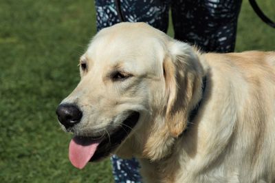 Close-up of dog looking away