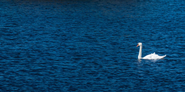 Swan swimming in sea