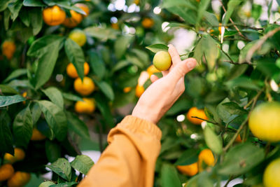 Cropped hand holding fruits