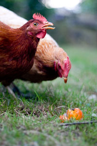 Close-up of hen on field