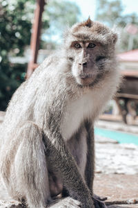 Close-up of monkey sitting outdoors