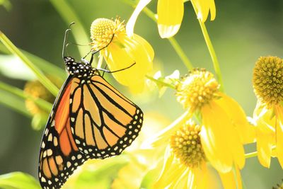 Close-up of butterfly pollinating on yellow flower