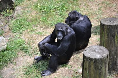 Black sitting on grass