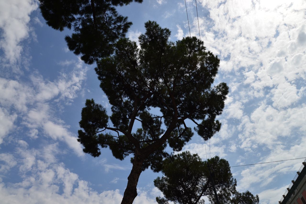 low angle view, tree, sky, cloud - sky, branch, growth, nature, cloud, beauty in nature, tranquility, cloudy, day, scenics, outdoors, no people, tranquil scene, tree trunk, sunlight, high section, blue