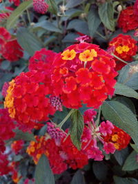Close-up of red flowering plant