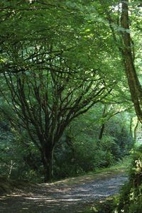 Trees in park