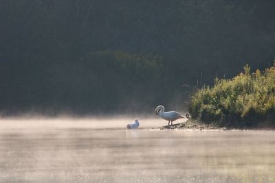 Seagulls perching on a lake