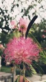 Close-up of pink flower