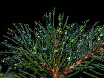 Close-up of wet plant during rainy season