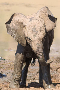 Close-up of elephant standing in mud