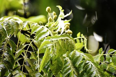 Close-up of fresh green plant in rain