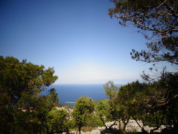 Trees by sea against clear blue sky