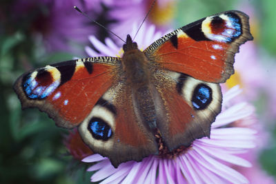 Close-up of butterfly on purple flower