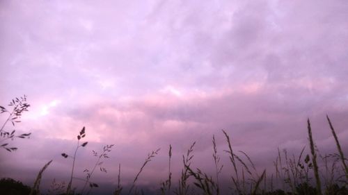 Low angle view of plants against cloudy sky