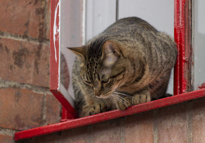 Close-up of a cat sleeping against wall