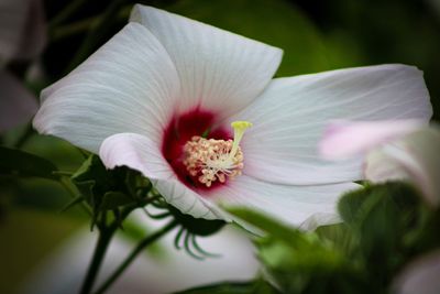 Close-up of white hibiscus flower