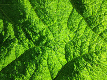 Full frame shot of green leaves