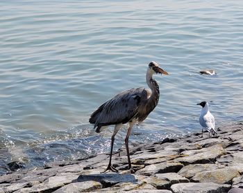 Birds perching on rock in sea