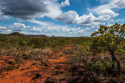 Scenic view of field against sky