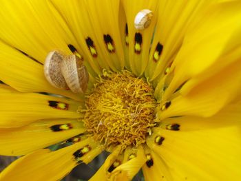 Close-up of yellow flower pollen