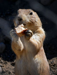 Close-up of a prairie dog. 