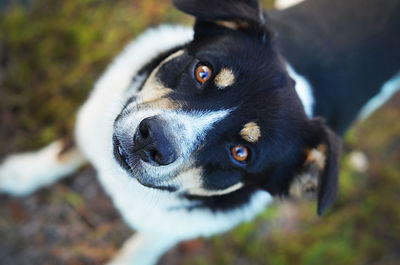 Close-up portrait of black dog
