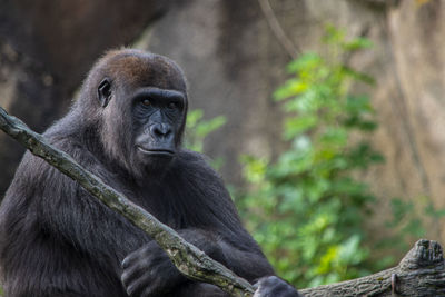 Portrait of monkey sitting in a zoo