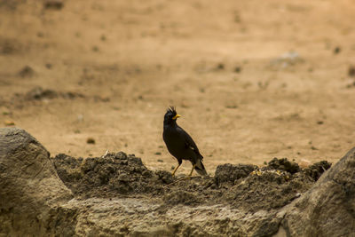 Acridotheres are on the ground.