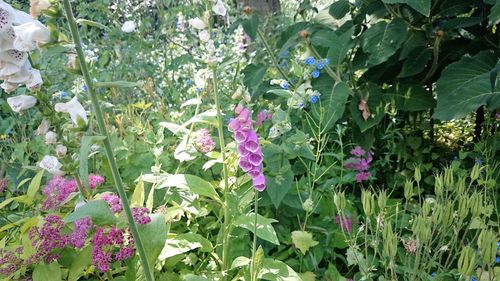 Purple flowers blooming in park