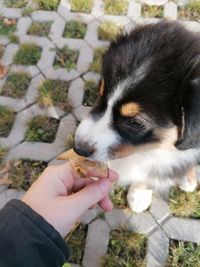 High angle view of person holding dog