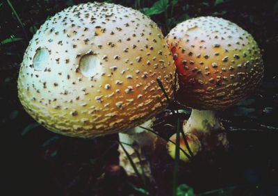 Close-up of fungus