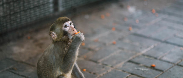 Close-up of monkey eating food on footpath