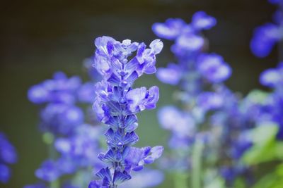 Close-up of purple flowers blooming outdoors