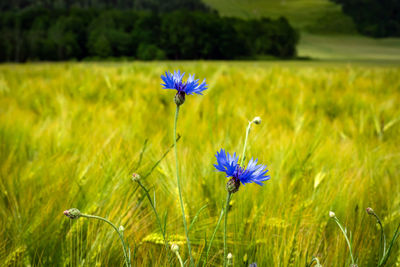 Close-up of purple flowering plant on field