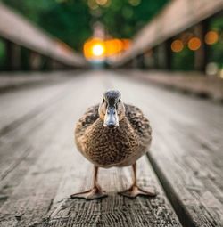 Close-up of duck perching on boardwalk