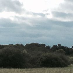 Trees on field against cloudy sky