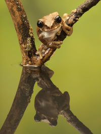 Close-up of lizard on tree trunk