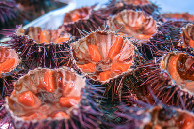 Sea urchins with orange eggs for sushi ,close up