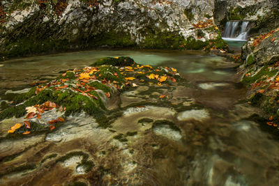 Plants growing by river