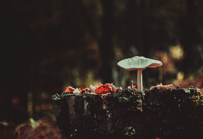 Close-up of mushroom growing in forest