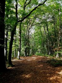 Trees growing in forest