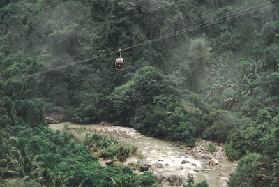 People hanging on rope in forest