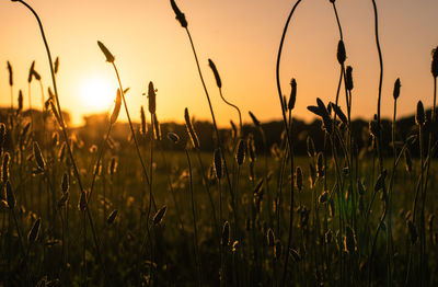 Close-up of silhouette plants on field against sky during sunset